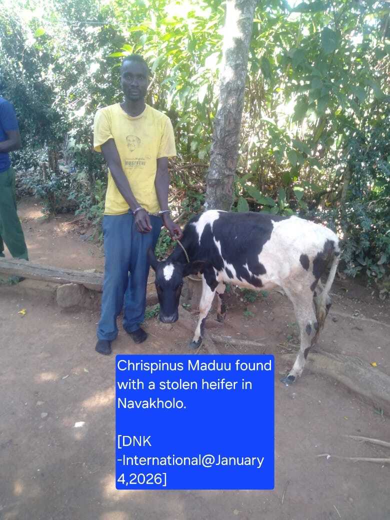 Stolen Heifer Recovered as Suspect Arrested in Navakholo
