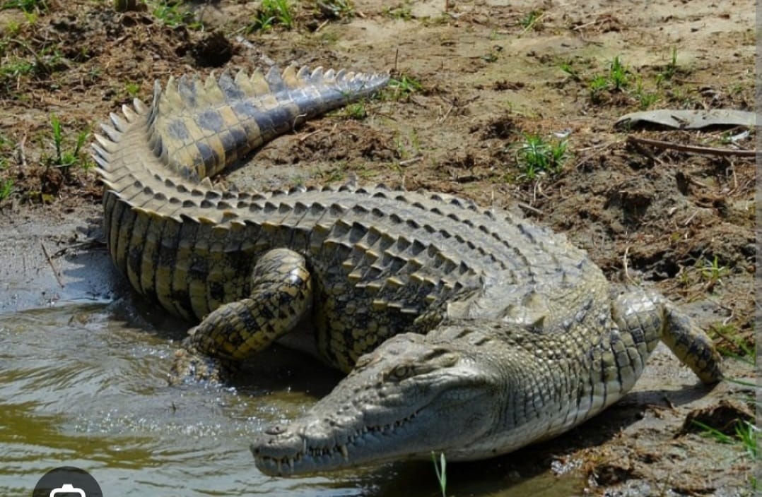 Crocodile Kills Man Fetching Water from River Yala in Siaya