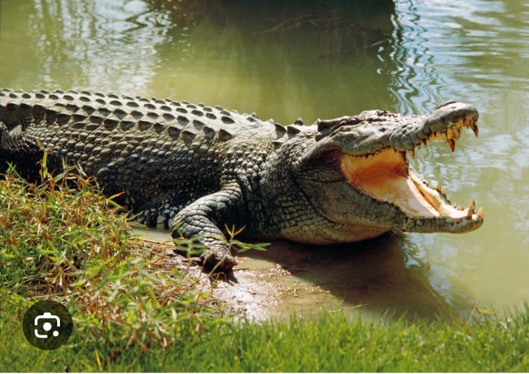 Man Mauled to Death by Crocodile at Lake Victoria Shore