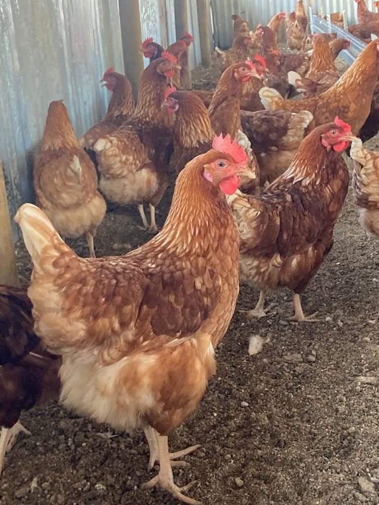 Teen Lynched and Burnt Over Alleged Chicken Theft in Bungoma South