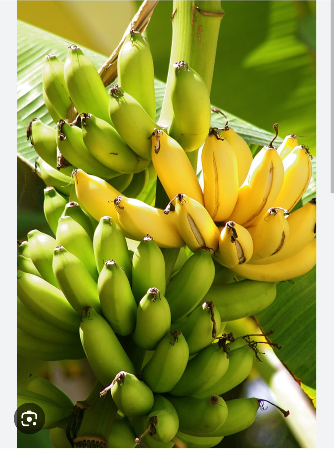 Man Lynched Over Alleged Banana Theft in Waithaka.