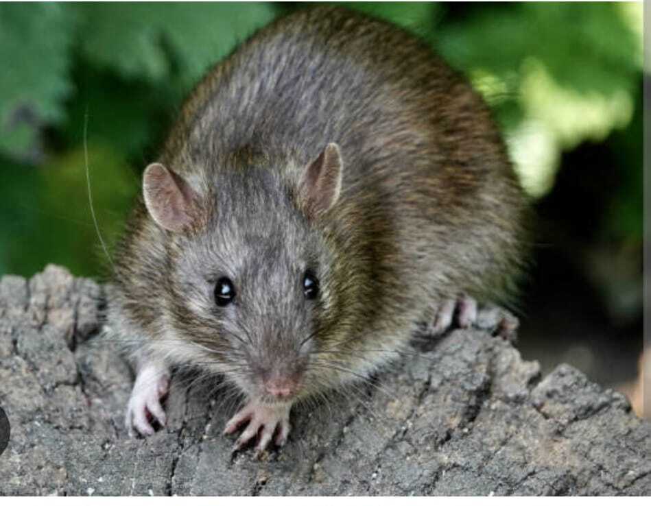 ROTTEN CHICKEN, POLLUTED RIVERS AND GIANT RATS: NAIROBI’S PUBLIC HEALTH CRISIS