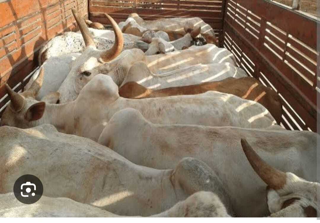 Police Officer Killed as Bandits Ambush Livestock Convoy in Samburu