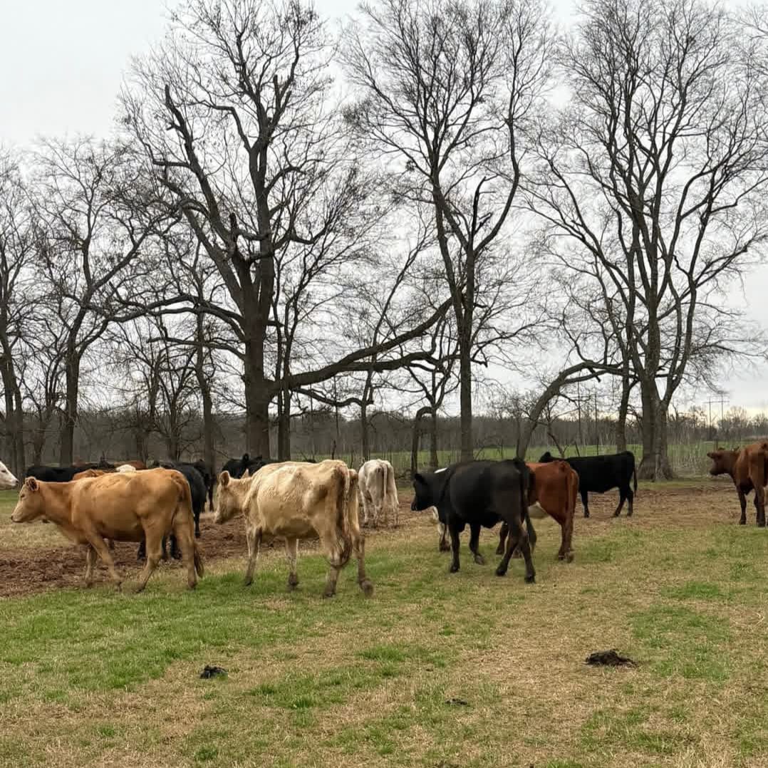 Nine cows maimed tails in Nyatike Village