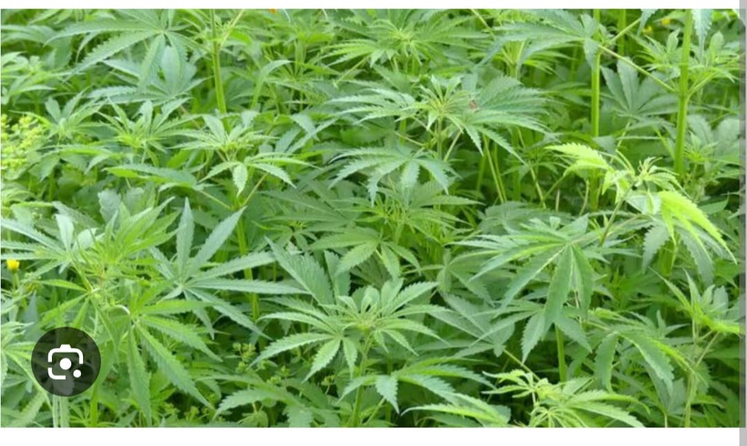 Makueni Officer on the Run After Allegedly Growing Bhang at Police Lines, Escapes Midday Arrest in Mbooni