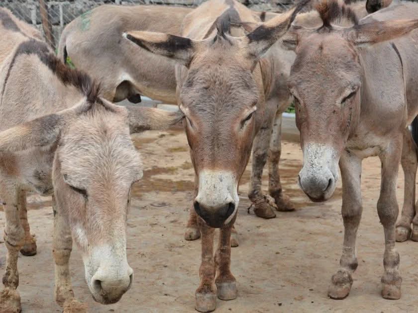 Man Lynched in Gilgil After Alleged Donkey Theft,Slaughter