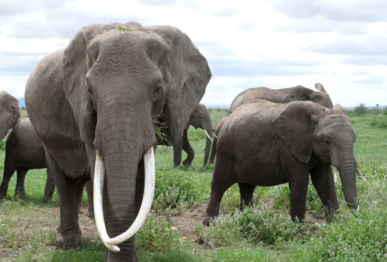Elephant scare during bicycle race