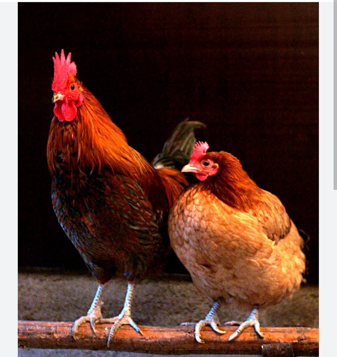 Man Hospitalised After Mob Justice Over Alleged Chicken Theft in Vihiga