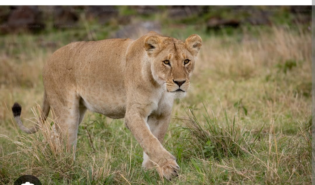 Lioness Rescued Alive from Pit Latrine Near Mackinnon Police Station
