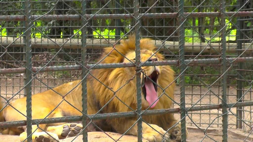 Tanzania plans to deploy electric fencing to curb human-wildlife conflict