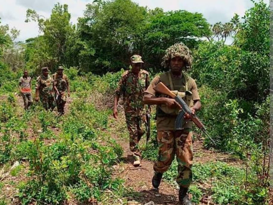 Cow Killed in IED Explosion in Lamu East