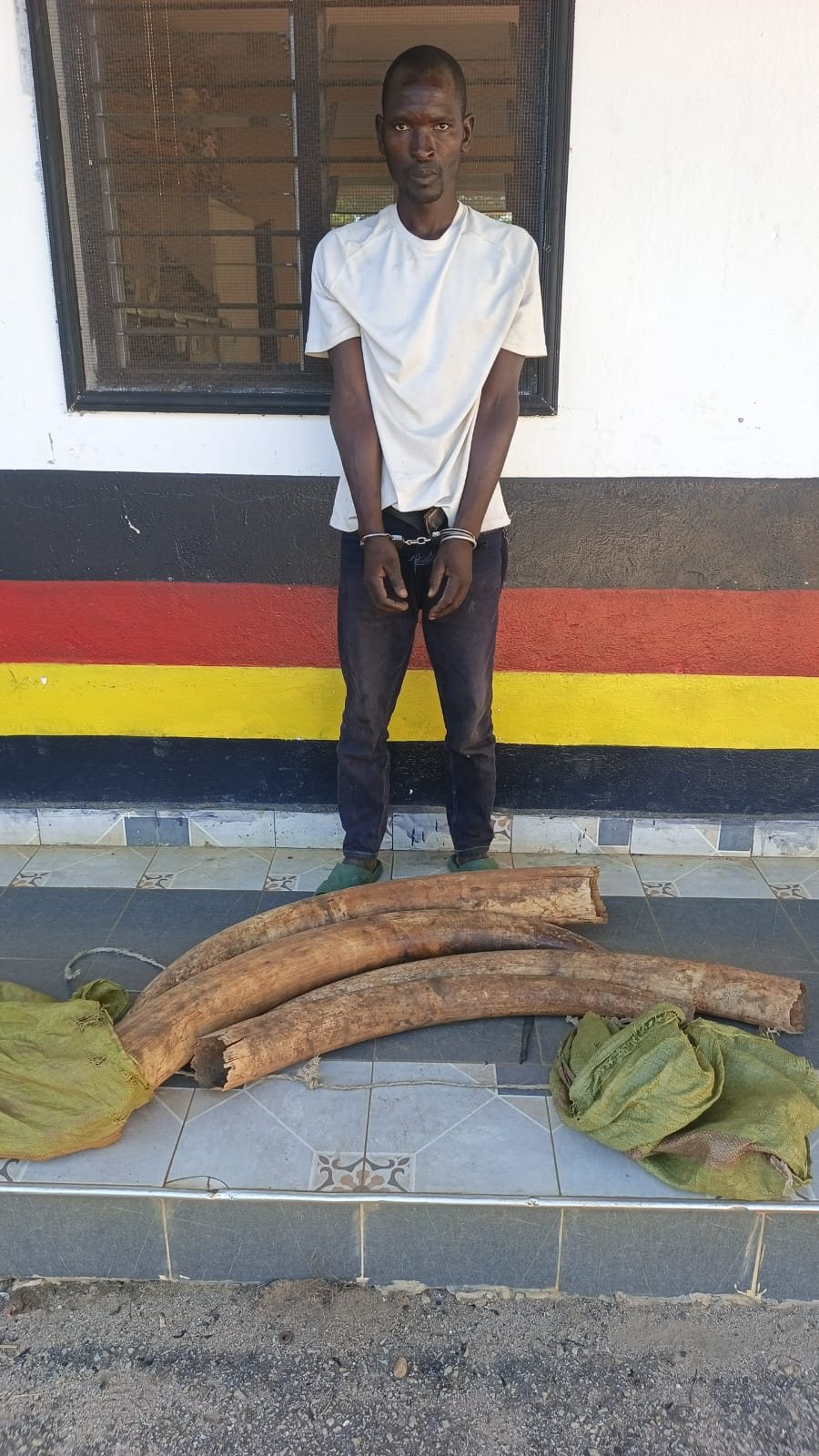 Anti-poaching operation nabs one suspect Arrested with elephant tusks in Lungalunga