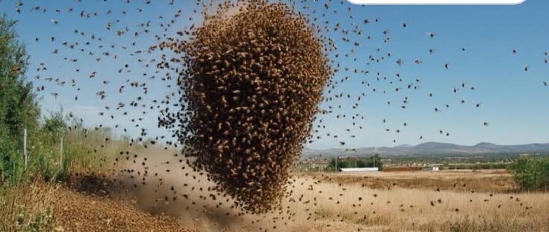 Child Aged 5, Dies After Bee Attack in Mumias West