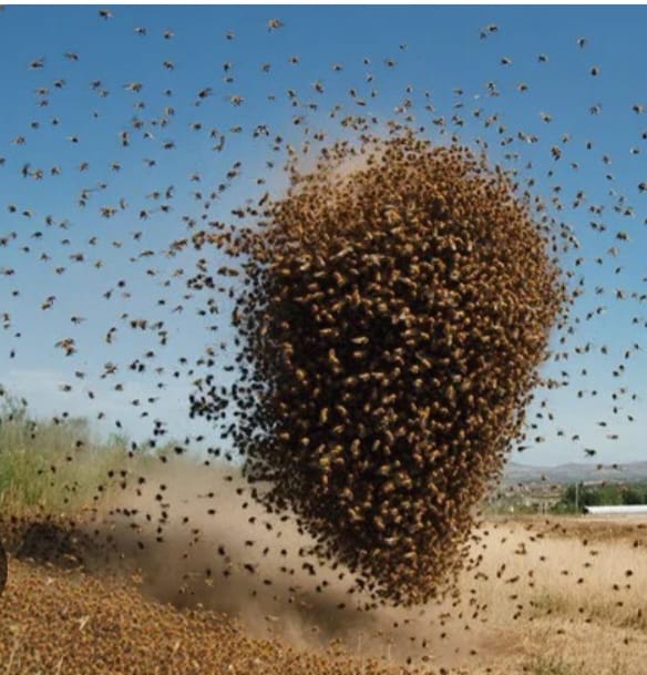Bees Invade EACC Headquarters