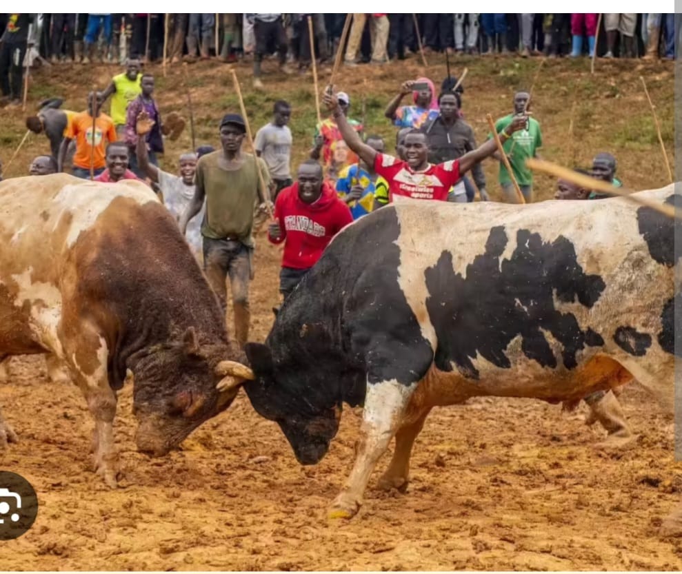 Fighting bulls hit,kill toddler in Mumias East
