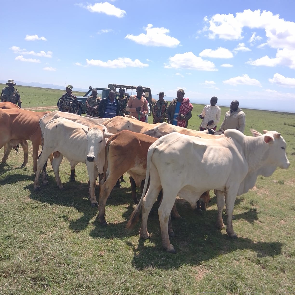 Police Recover 13 Stolen Cows in Laikipia