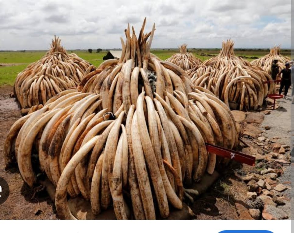 Uganda police seizes 106 kg of elephant ivory in eastern region