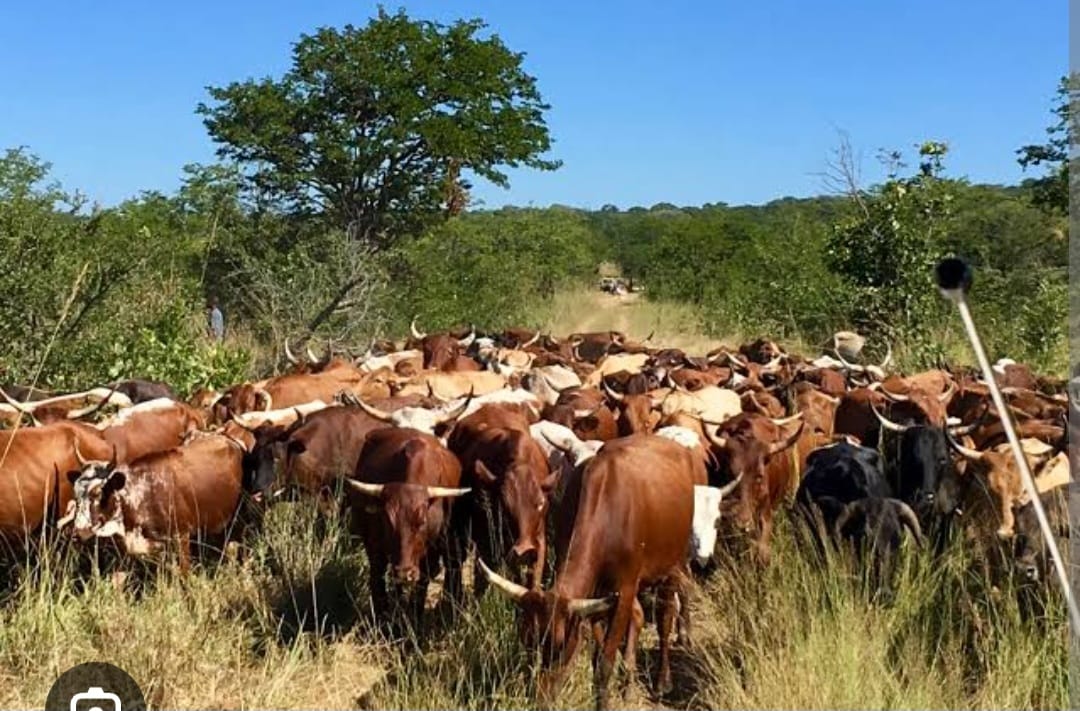 NPR Officer Killed, 150 Cattle Stolen in Tigania East