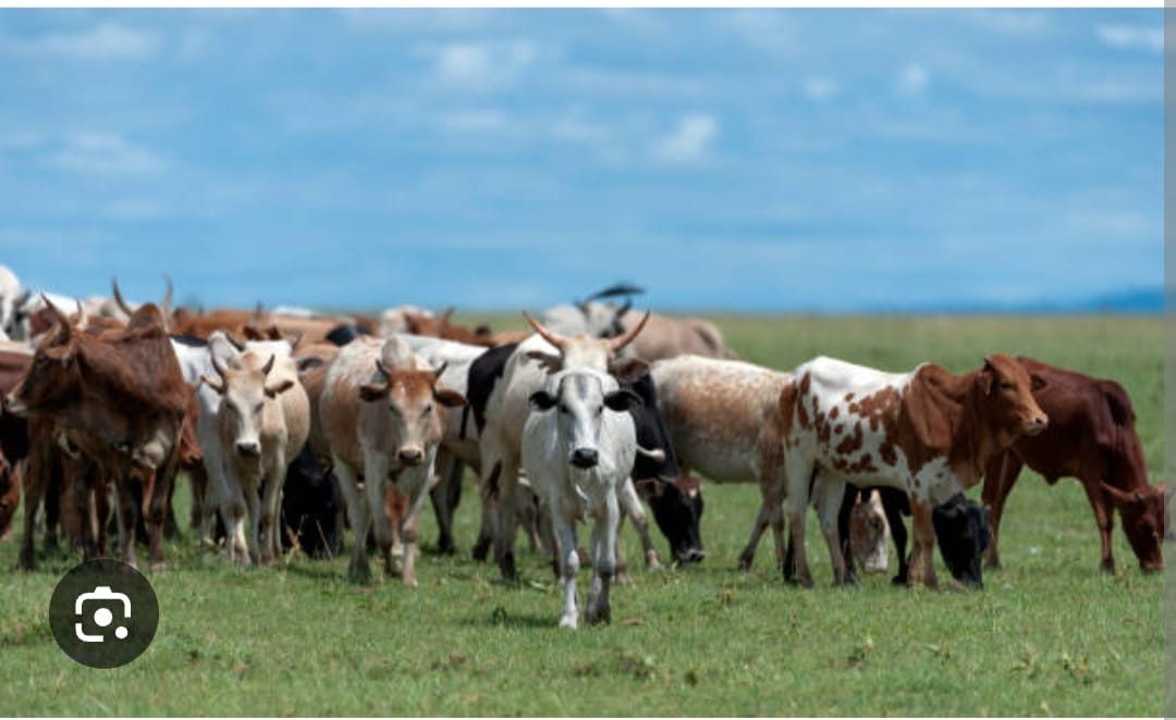 Bandits Kill NPR Officer, Steal Over 200 Cattle in Tigania East