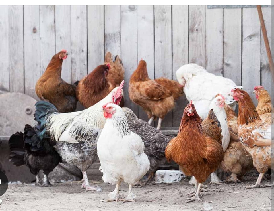Man lynched over chickens theft in Mundeku