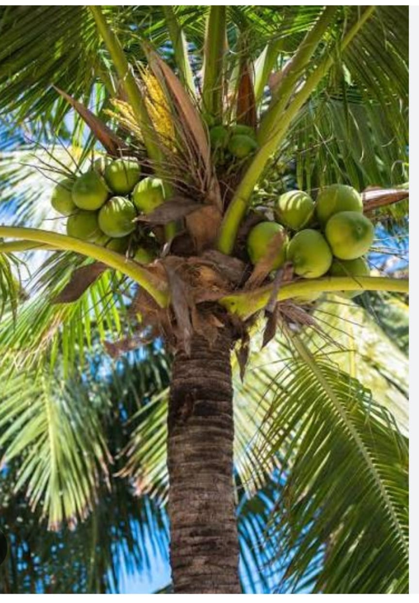 Palm Wine Tapper Dies After Falling from Coconut Tree