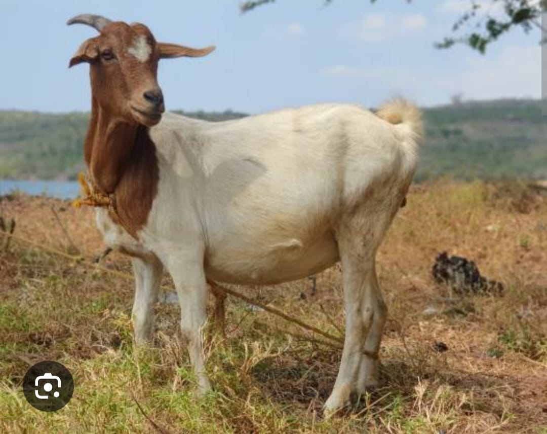 Goat kills one year old girl