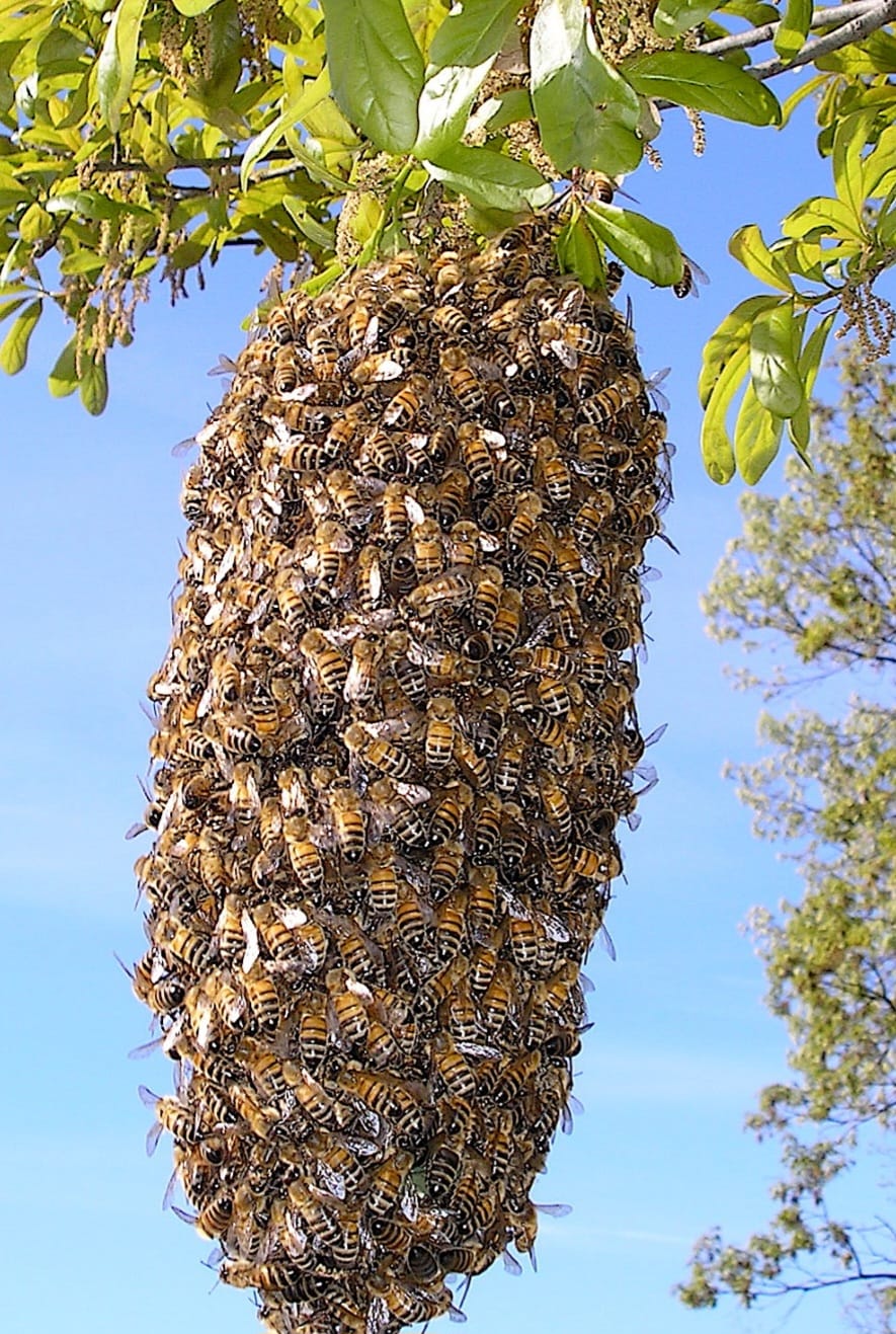 Elderly woman killed,another injured in bee attack in Luanda