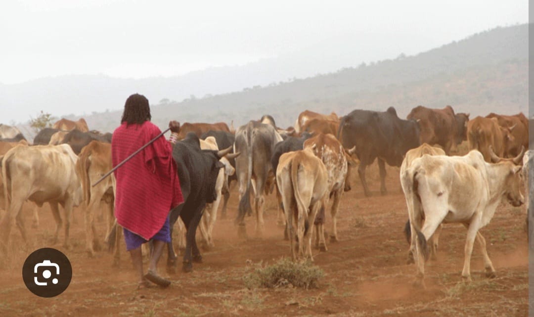 Masaai herdsman drowns while rescuing a calf in a river