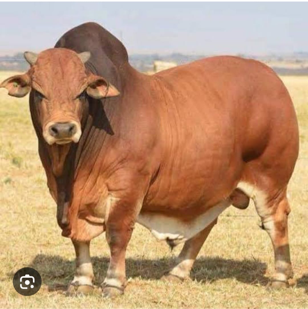 Bull goes berserk,injures woman near slaughterhouse