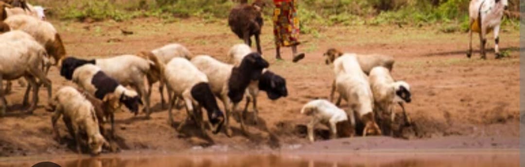 GBV WATCH:Manhunt on for man who defiled minor grazing goats in Wajir