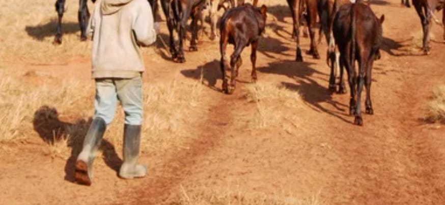 GBV WATCH:Herdsman arrested over an indecent act on minor in Nyeri