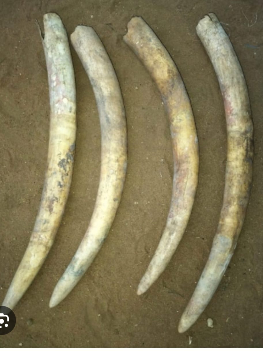 Police officer arrested over Ivory smuggling