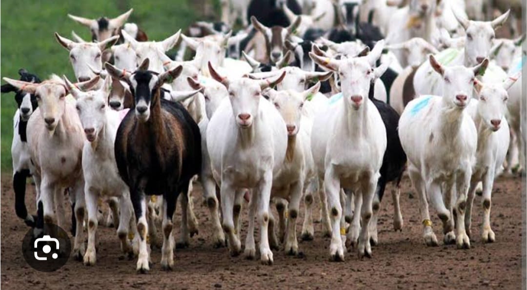 Police Exchange Fire with Armed Militia in Bangale, Tana River