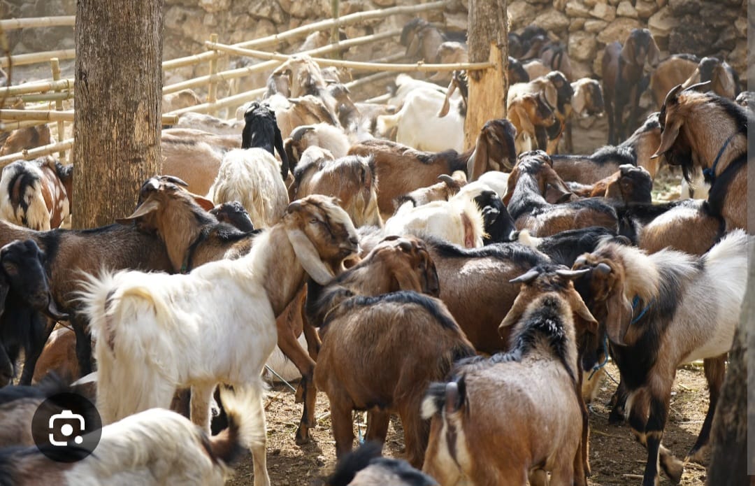 KDF Sergeant Killed, Livestock Stolen in Suspected Cattle Rustling Attack in Laikipia