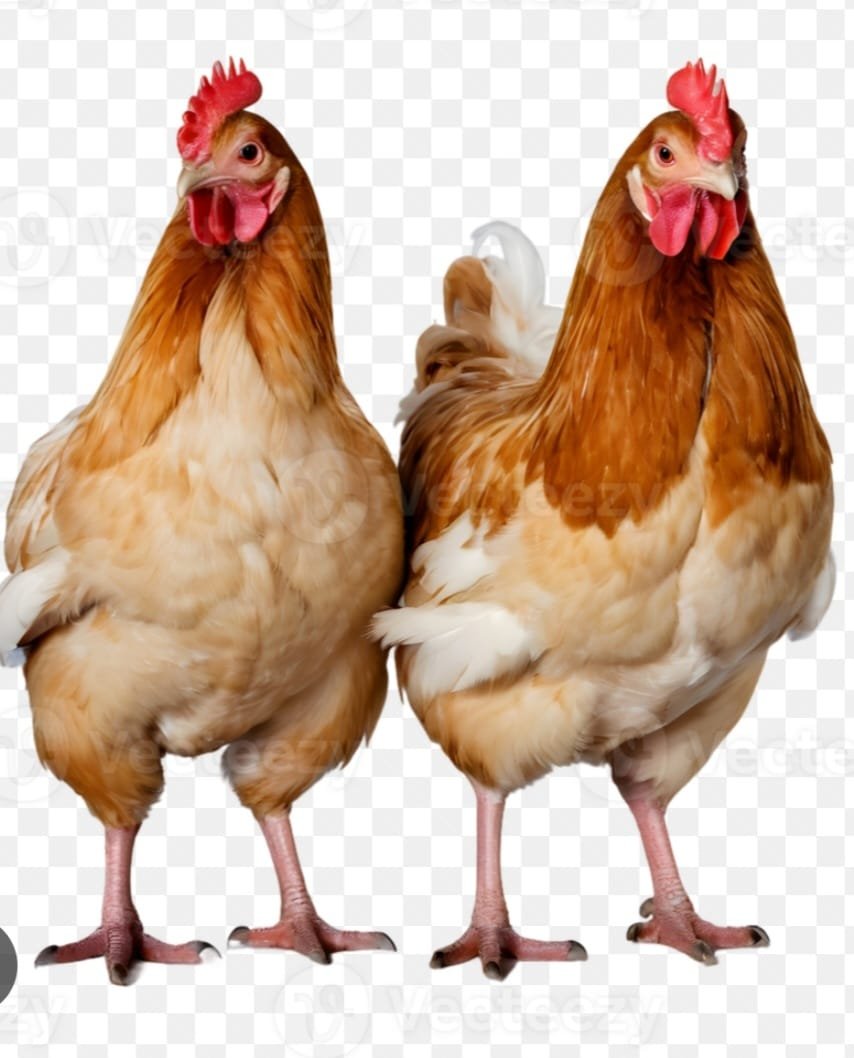 Mob Justice Over Alleged Chicken Theft Leaves One Dead, Another Injured in Kakamega