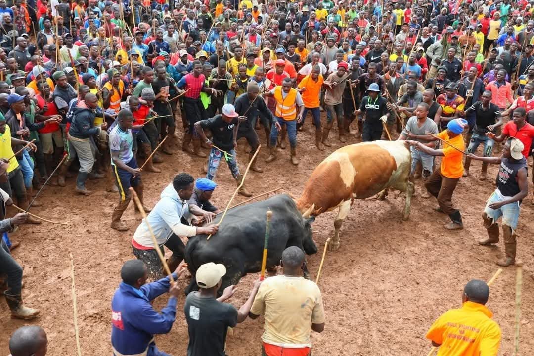 Debate Over a Traditional Ritual in Honour of Slain Famous Bull Owner in Kakamega