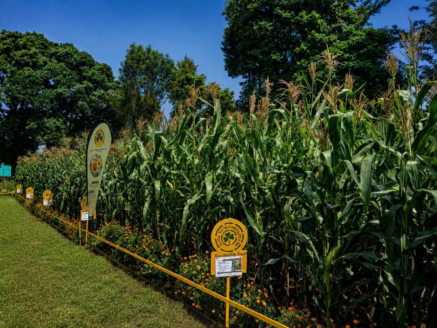 Police Probe Destruction of 1,600 Kenya Seed Maize Plants in Trans Nzoia
