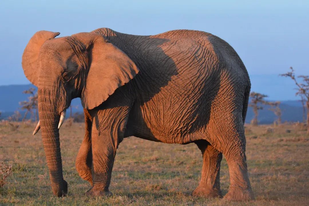 Elephant Attack Claims Life of Kwale Man
