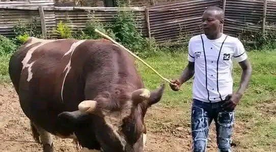 Mystery Surrounds The Killing of a Famous Bull Owner in Kakamega