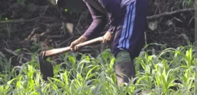 GBV WATCH:Minor Defilement:Investigations launched on shamba boy