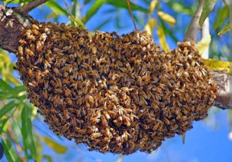 Twin Toddlers Die After Swarm of Wild Bees Attacks Family in Rachuonyo South