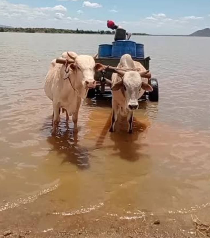 Tragedy at Masinga Dam as 33-Year-Old Man and Two Bulls Die in Ox-Cart Accident