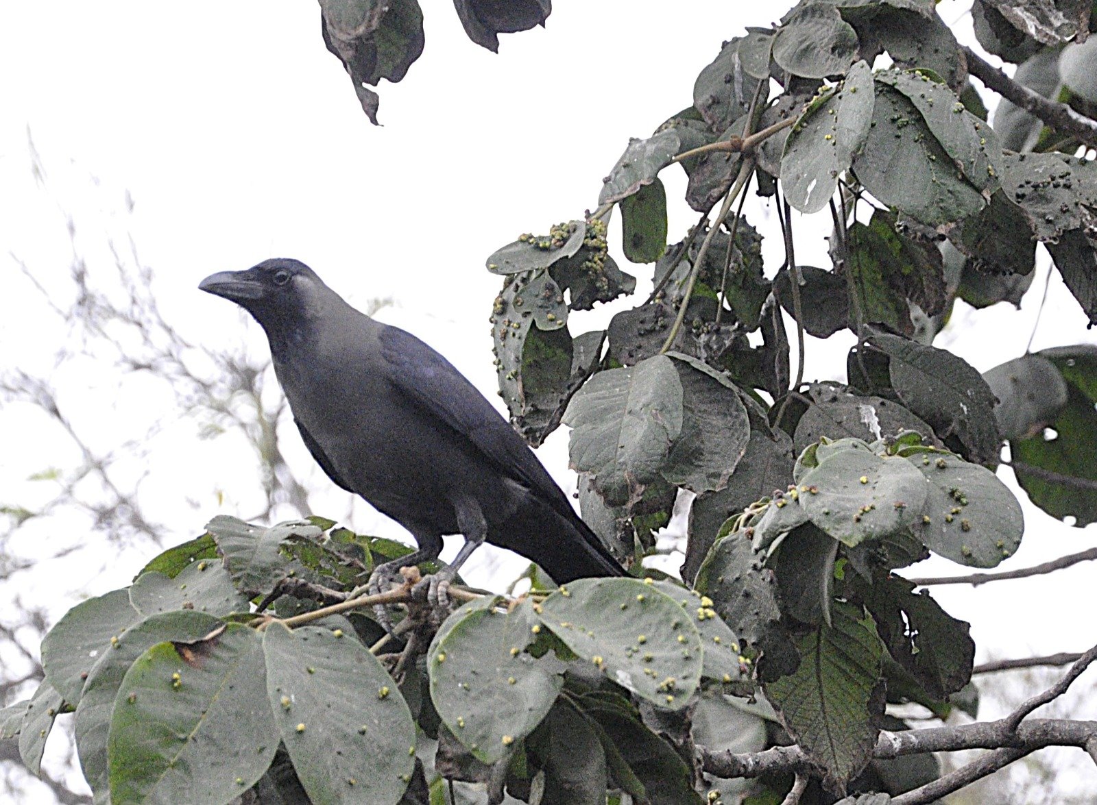 Destructive Indian House Crows Spotted in Nairobi’s Burma Meat Market