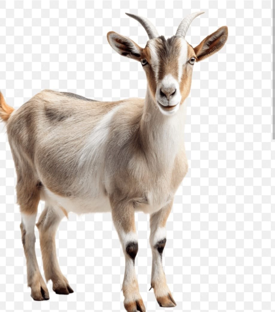 Man Lynched Over Suspected Goat Theft in Busia