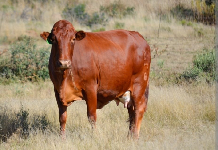Man Arrested Over Unnatural Act With a Cow in Kisii