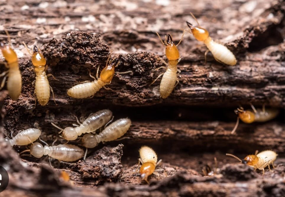 Three Year Old Girl Dies as Termite Weakened House Collapses in Mandera