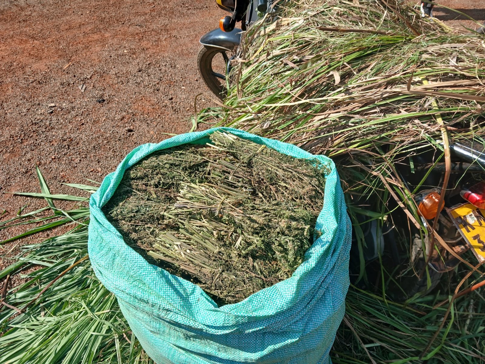 Boda Boda Rider Arrested in Bungoma After Recovery of Bhang Hidden in Napier Grass
