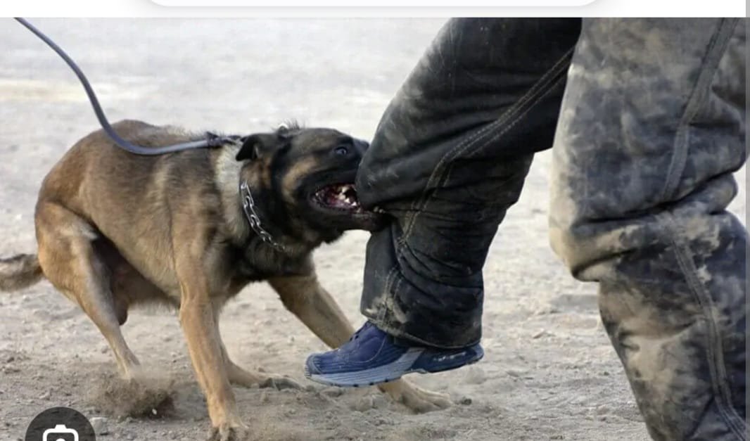 Police Officer Hospitalised After Dog Bite in Nairobi
