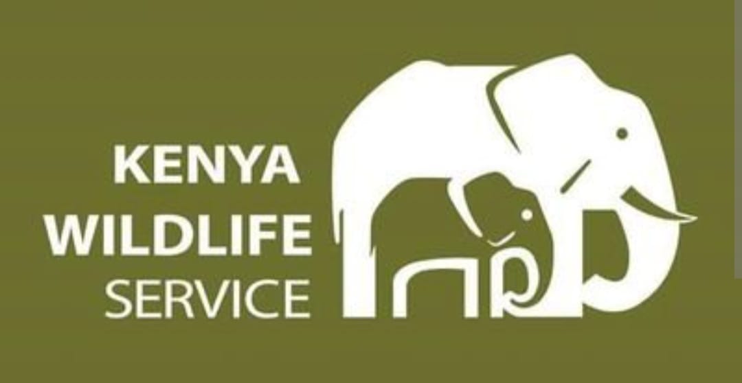 Eight Year Old Child Dies After Snake Bite in Marsabit