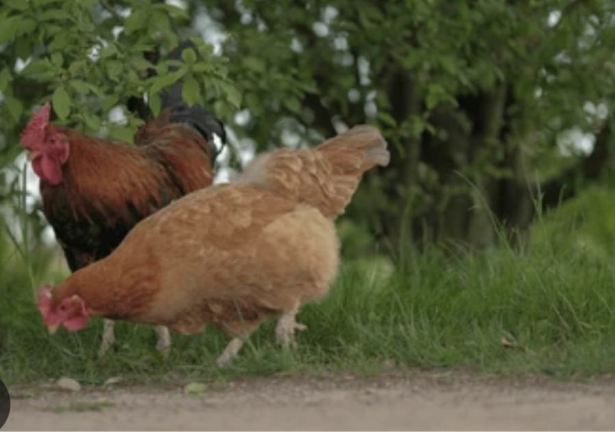 Chickens Thief Burnt to Death by Mob in Tharaka-Nithi